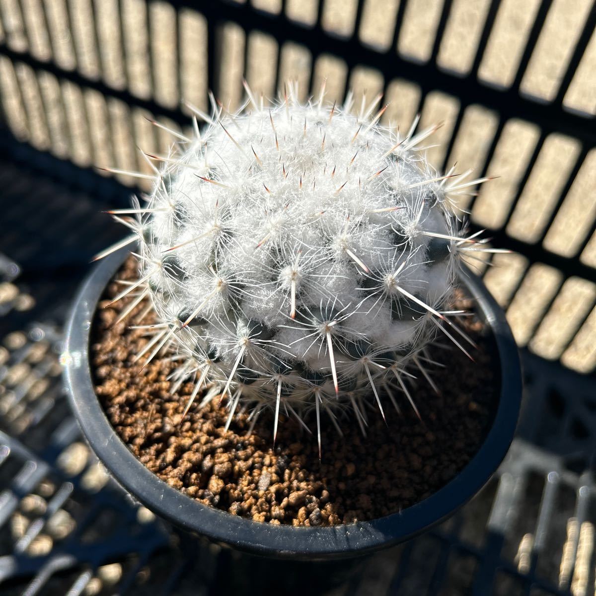 美株　敷島 多毛　自根　マミラリア サボテン　多肉植物_画像5