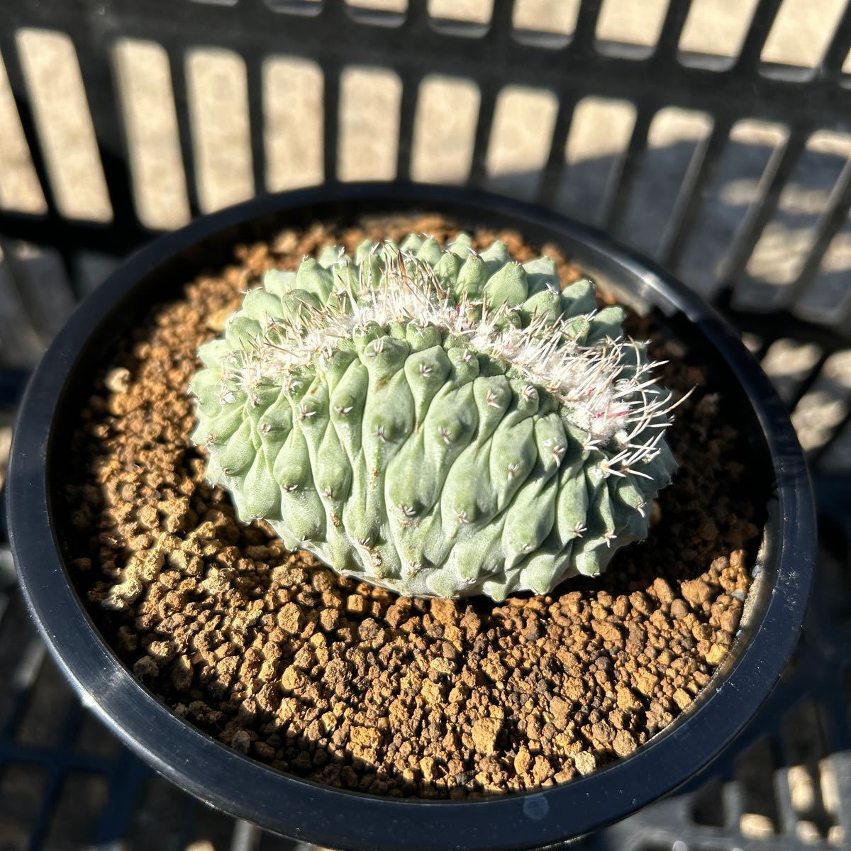 菊水綴化　実生　ストロンボカクタス　サボテン 多肉植物 _画像1