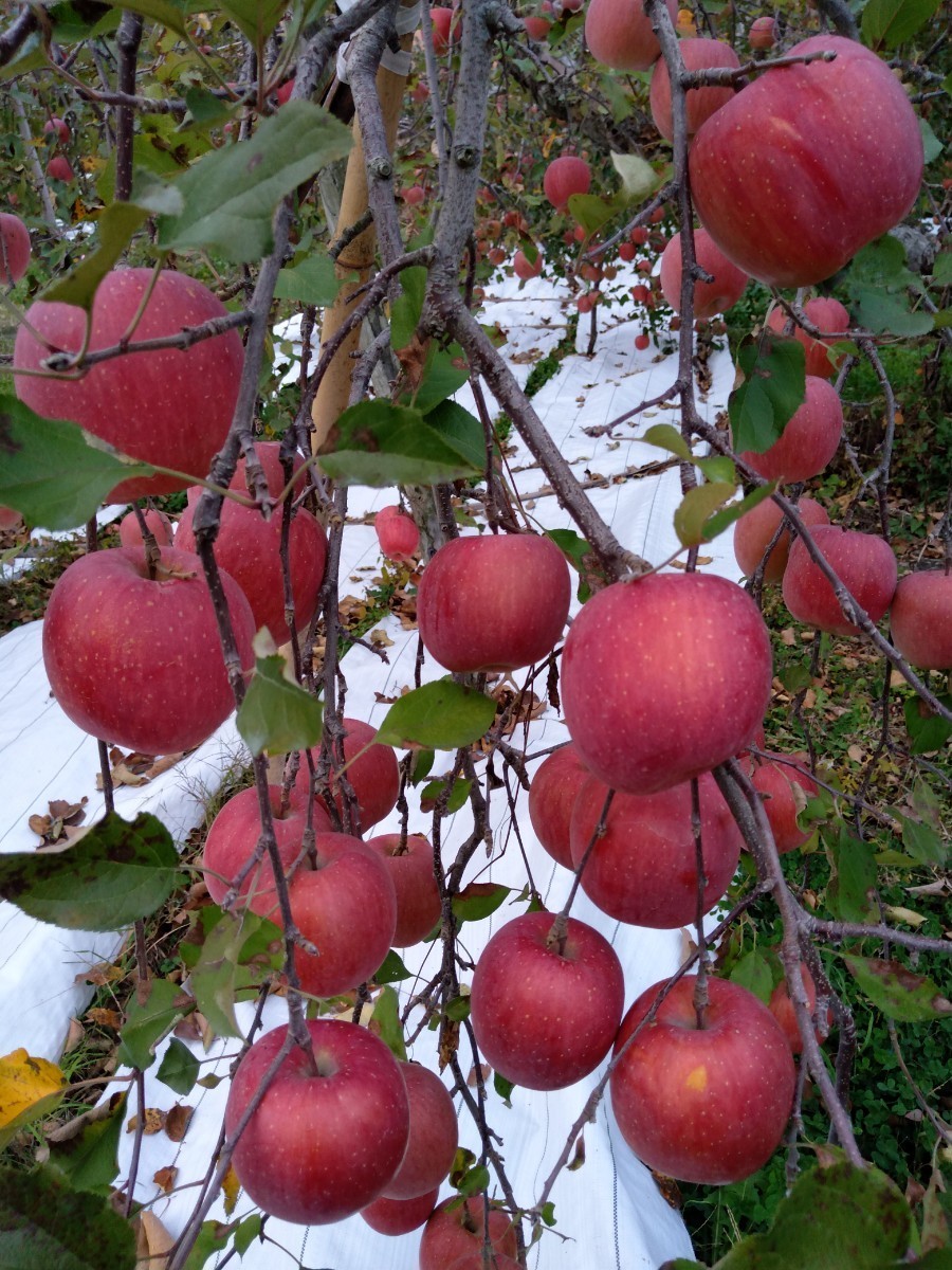 信州産リンゴ　サンフジ　３ｋｇ完熟　訳あり品　農家直送_画像5