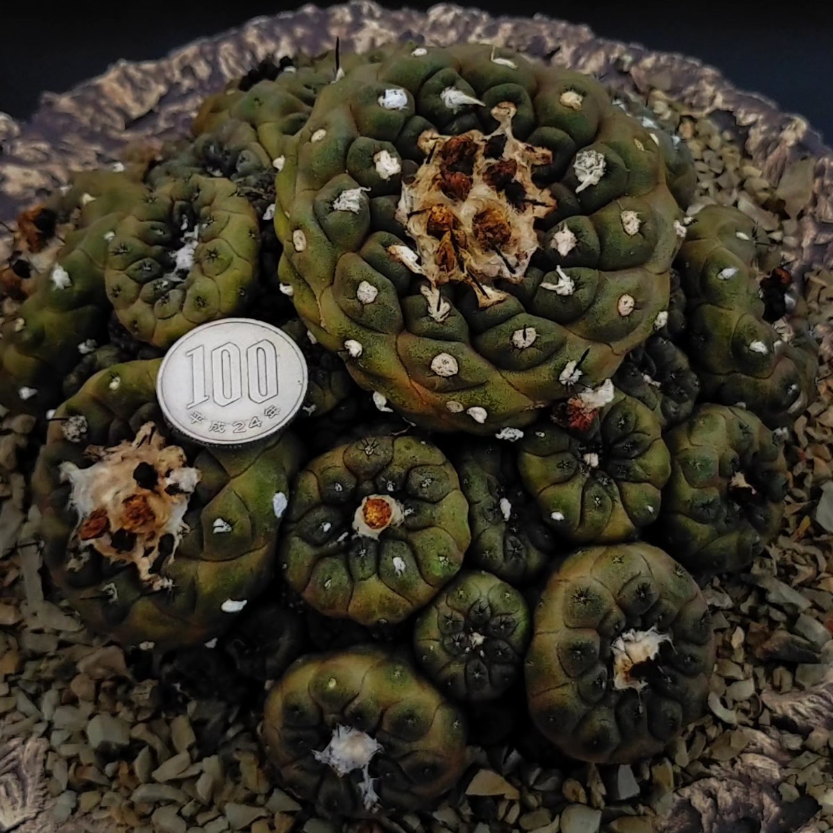 コピアポア　バルクテンシス　Copiapoa hypogaea var Barquitensis キズあり　発根済み　　ロウルサンコ　_画像2