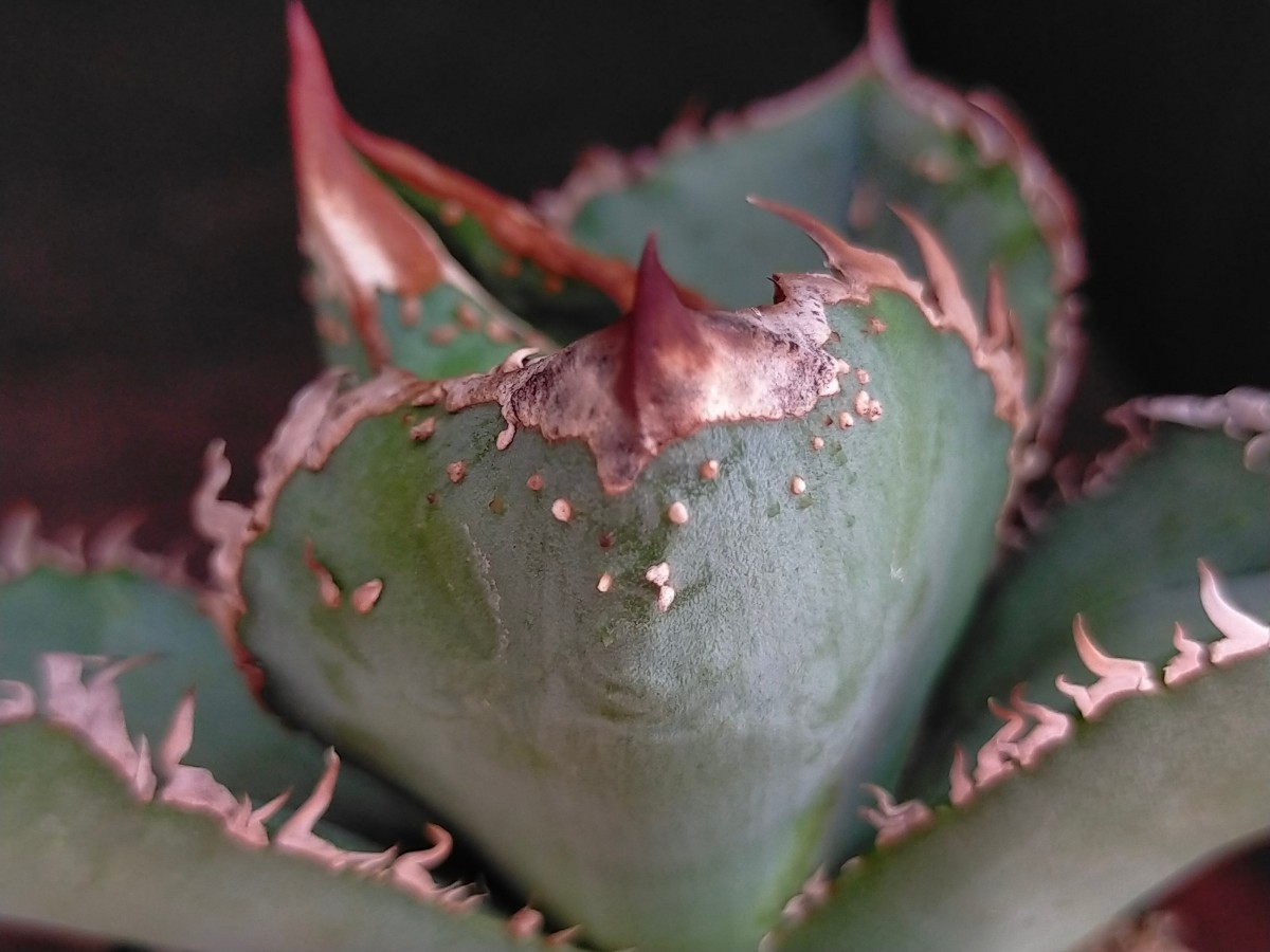 ロック　キズあり　多肉植物　アガベ　発根済み　ロウルサンコ　_画像4