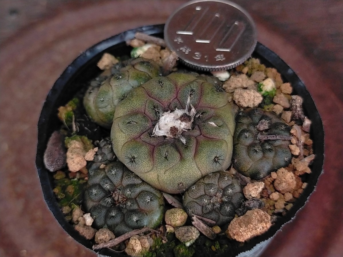 コピアポア　バルクテンシス　Copiapoa hypogaea var Barquitensis キズあり　発根済み　　ロウルサンコ　_画像8