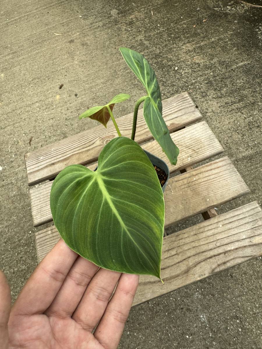 フィロデンドロン・ルクスリアンス・チョコ　★　Philodendron Luxurians var. ' Choco '_画像3