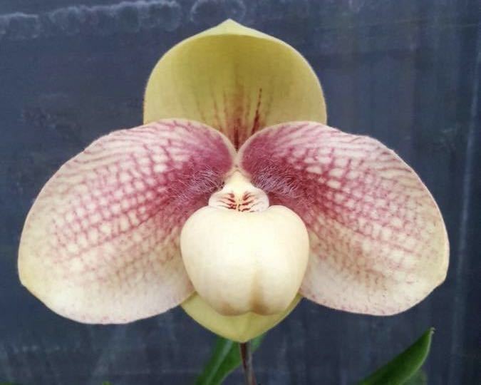 洋蘭　パフィオ　Paph. hangianum (‘Summer Wine’ x ‘Red Power’) 未開花苗_画像1