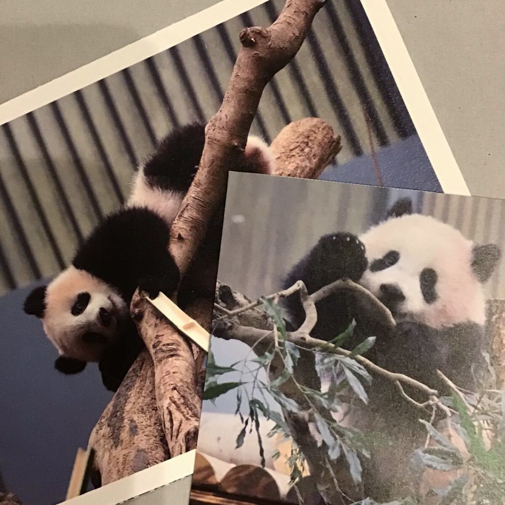 上野動物園　公式　幼いシャンシャンの木登りポストカード　可愛いメモ用紙_画像1