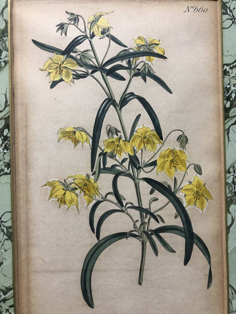 植物の絵　図譜 Pictures Syd Edwards Del Pub By T. Curtis ， 1803年　検中国日本古本銅版印刷_画像2