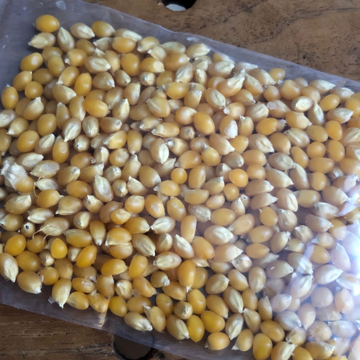 無農薬栽培　北海道ポップコーン　とうきび　とうもろこし　約70g(2〜3人分)×2セット