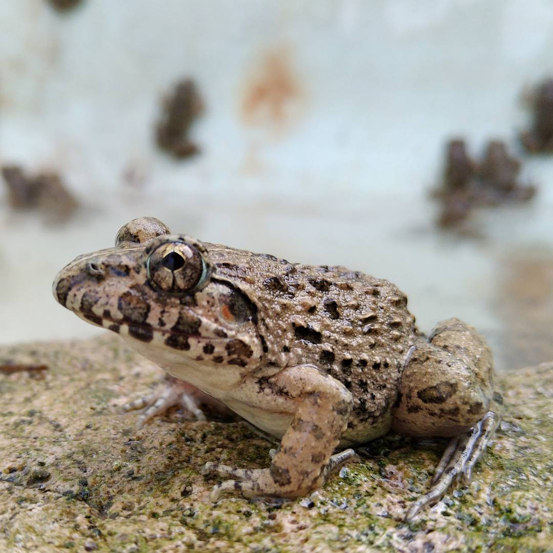 【S10匹】餌用カエル 活餌 約2～3cm ヌマガエル エサ用 蛙 飼育 CB ケロリウム 爬虫類 肉食熱帯魚 ヘビ 蛇 へびの餌 アロワナ ピラニアの餌_画像10