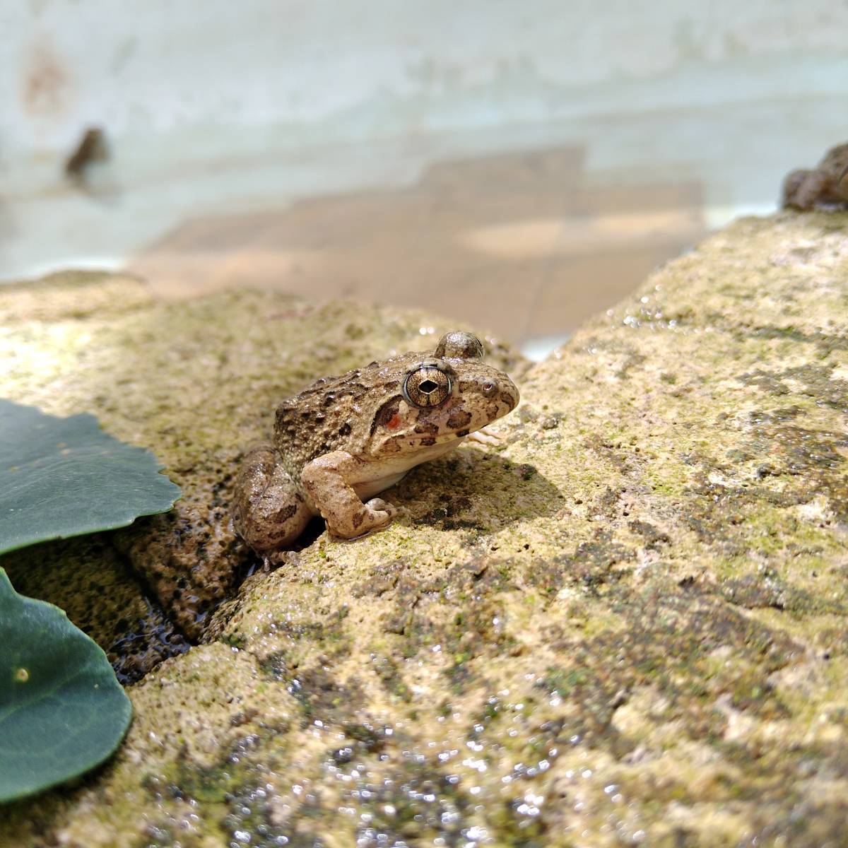 【S10匹】餌用カエル 活餌 約2～3cm ヌマガエル エサ用 蛙 飼育 CB ケロリウム 爬虫類 肉食熱帯魚 ヘビ 蛇 へびの餌 アロワナ ピラニアの餌_画像8