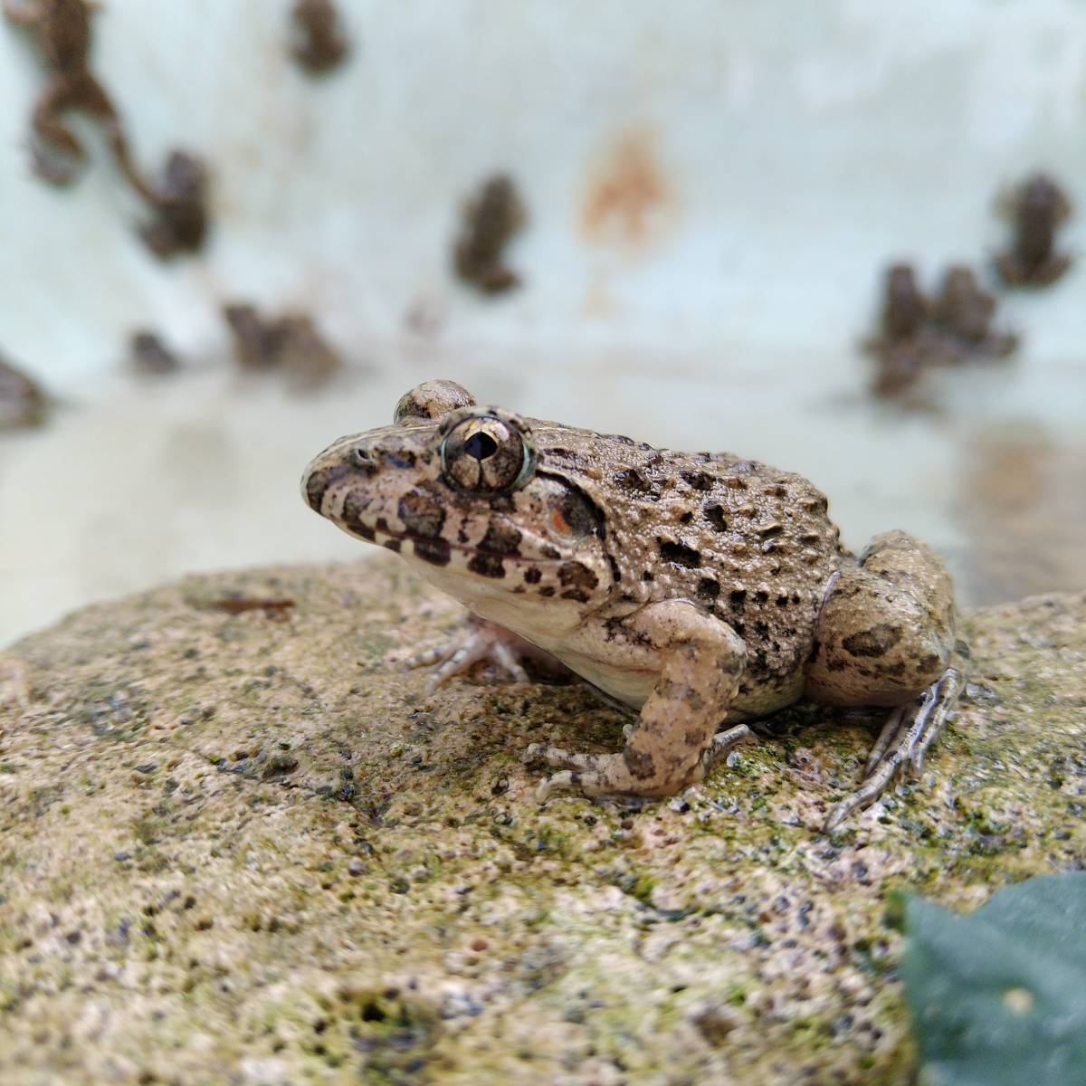 【S10匹】餌用カエル 活餌 約2～3cm ヌマガエル エサ用 蛙 飼育 CB ケロリウム 爬虫類 肉食熱帯魚 ヘビ 蛇 へびの餌 アロワナ ピラニアの餌_画像9