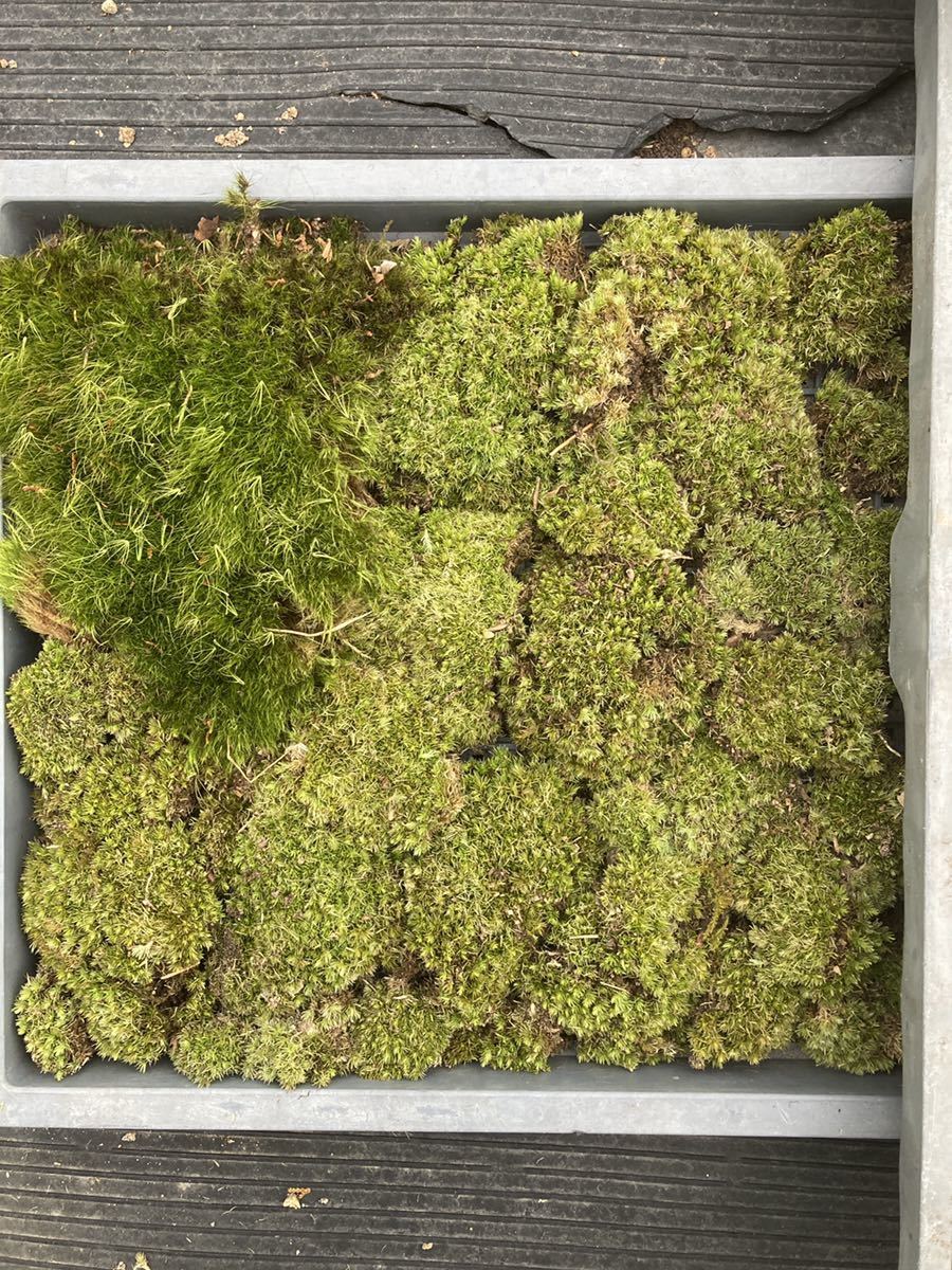  moss,..,koke, that sama . moss . sending -. length some 30cm width some 30cm. container . inserted. container is not attached. moss only send.