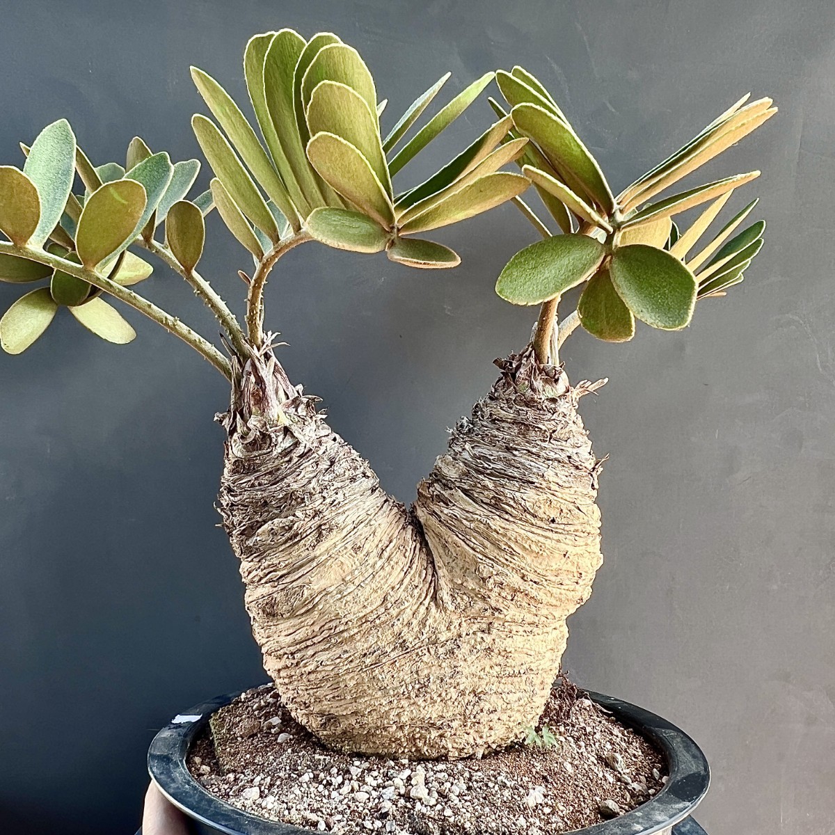 Yahoo!オークション - B12-19観葉植物 ザミア(メキシコソテツ Yahoo!オークション - B12-19観葉植物 ザミア(メキシコソテツ