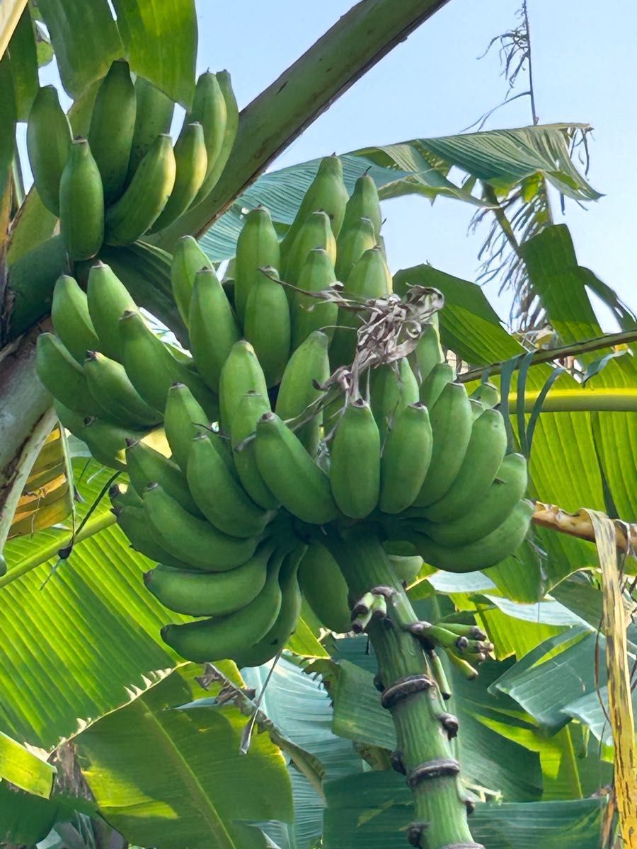 徳之島産　島バナナ　農薬不使用　自然栽培　国産