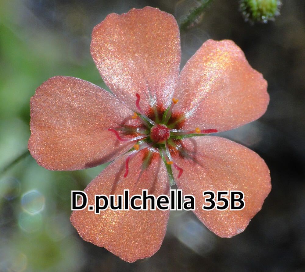 ■食虫植物/モウセンゴケ/ピグミードロセラ D.pulchlla 35B のムカゴ_画像1