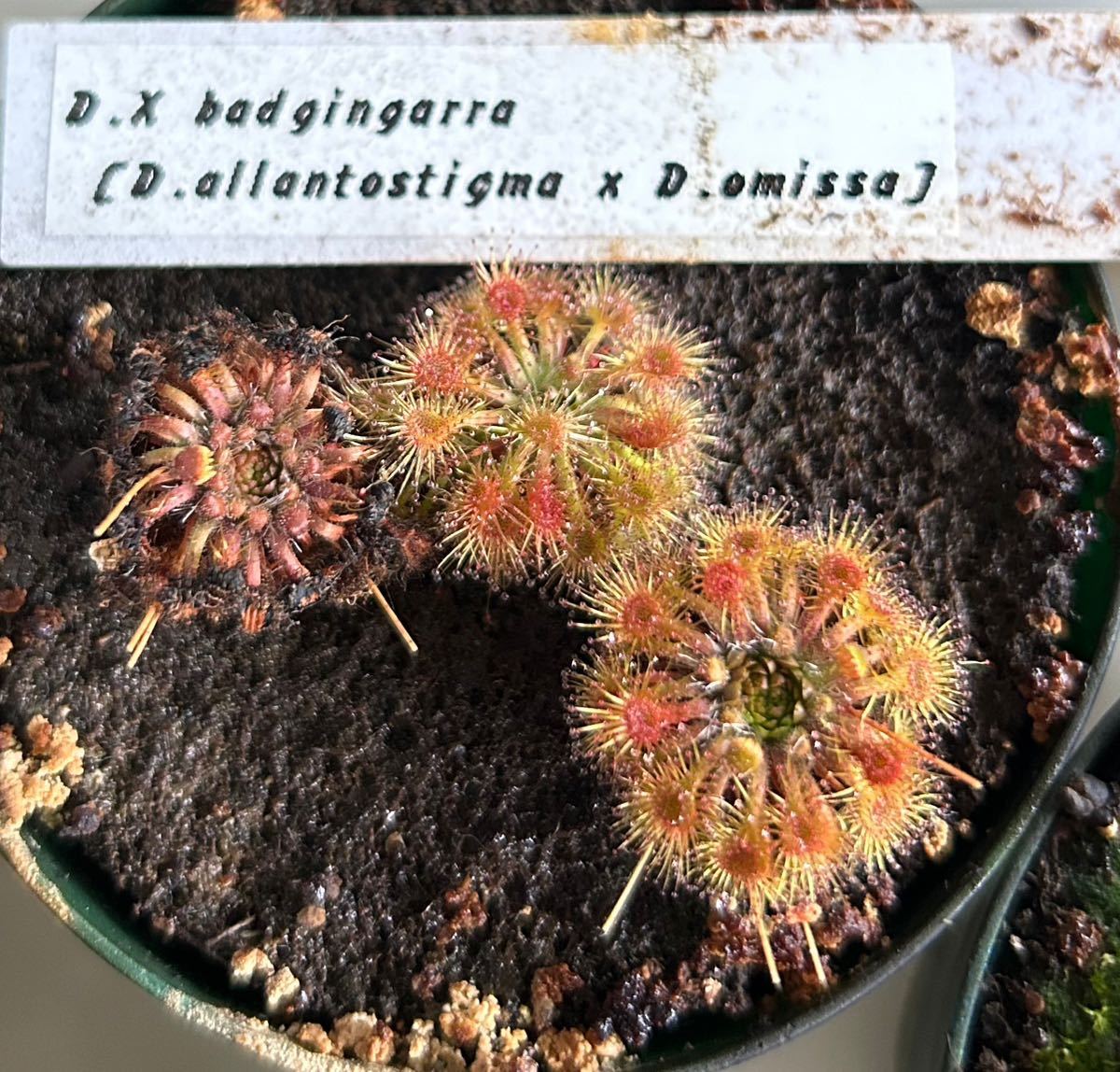 ■食虫植物/モウセンゴケ/ピグミードロセラ D.× badgingarra のムカゴ_画像1