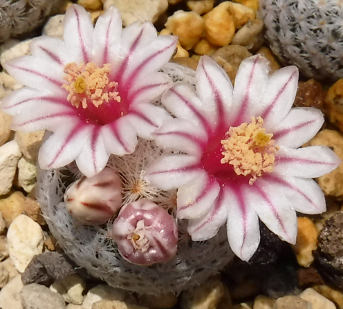 【種子を出品】◆　マミラリア 姫玉 JRT4183(テレル郡産) Mammillaria lasiacantha 10粒/サボテン_開花のイメージです