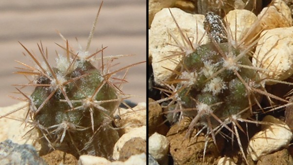 【種子を出品】◆　フェロカクタス 紅洋丸 SB1244 Ferocactus fordii 10粒/サボテン/珍しい小型種_幼苗のイメージです