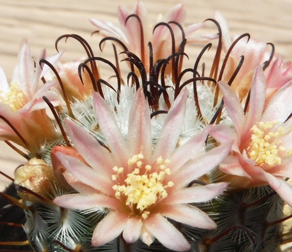 【種子を出品】◆　マミラリア ペレスデラロサエ Mammillaria perezdelarosae 5粒/希少サボテン_開花のイメージです