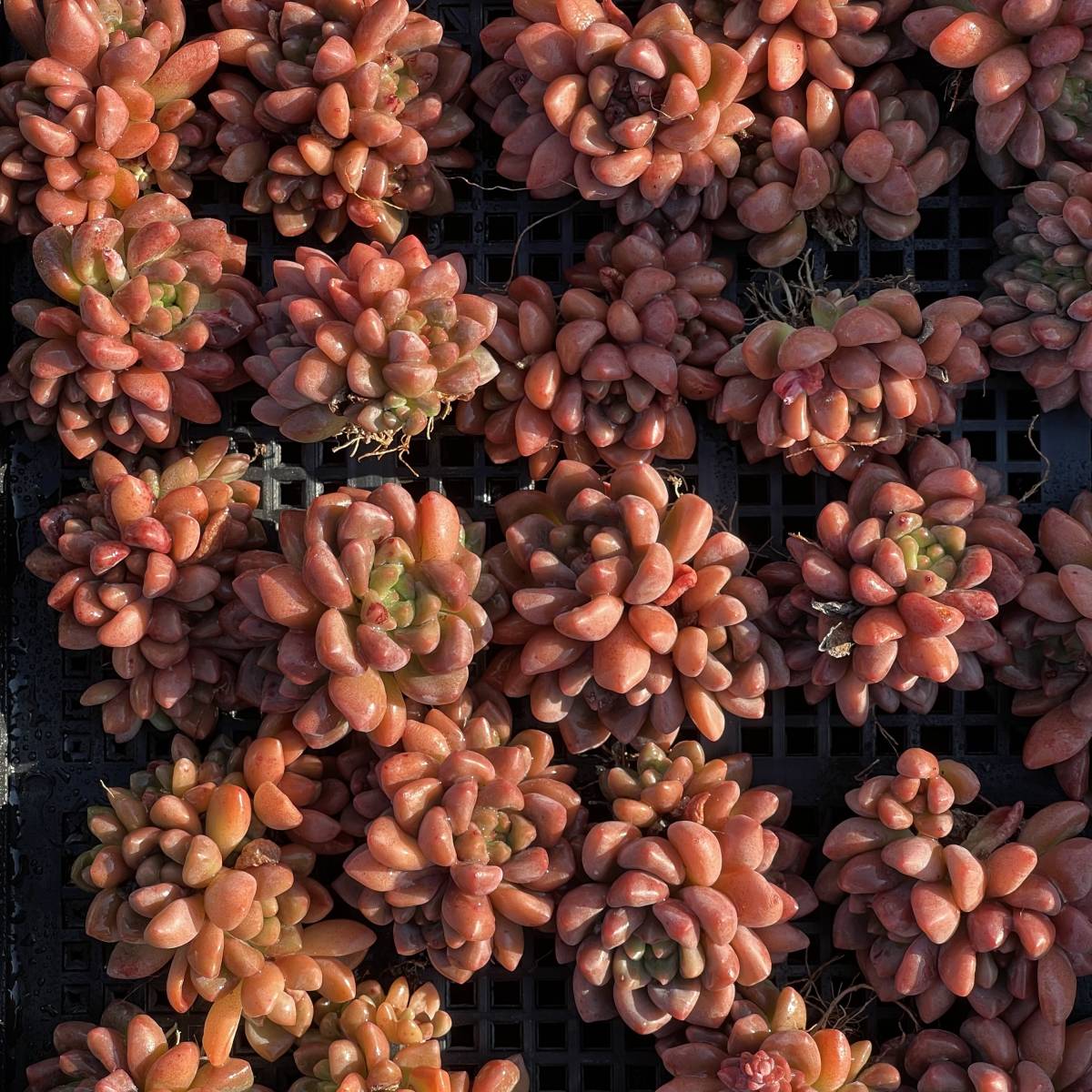 30株 Q52-3 多肉植物 エケベリア シャネル 超美苗 サボテン 観葉植物 花 園芸　レア種_画像5