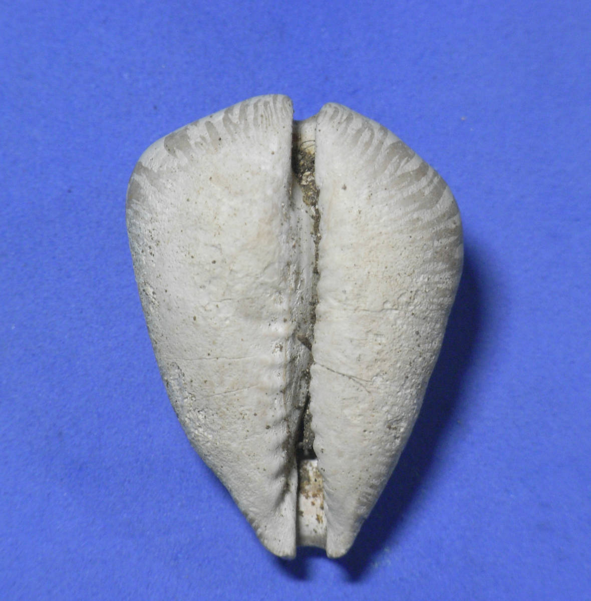 貝の標本 Cypraea murisinilis 39.9mm.(fOSSIL)._画像2