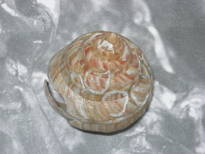 貝の標本 Pleurotomaria hirasei 90.5mm.w/o.nature from _画像2