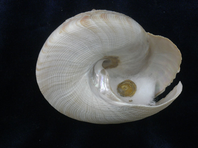 貝の標本 Pleurotomaria hirasei 88mm.w/o. 台湾_画像2