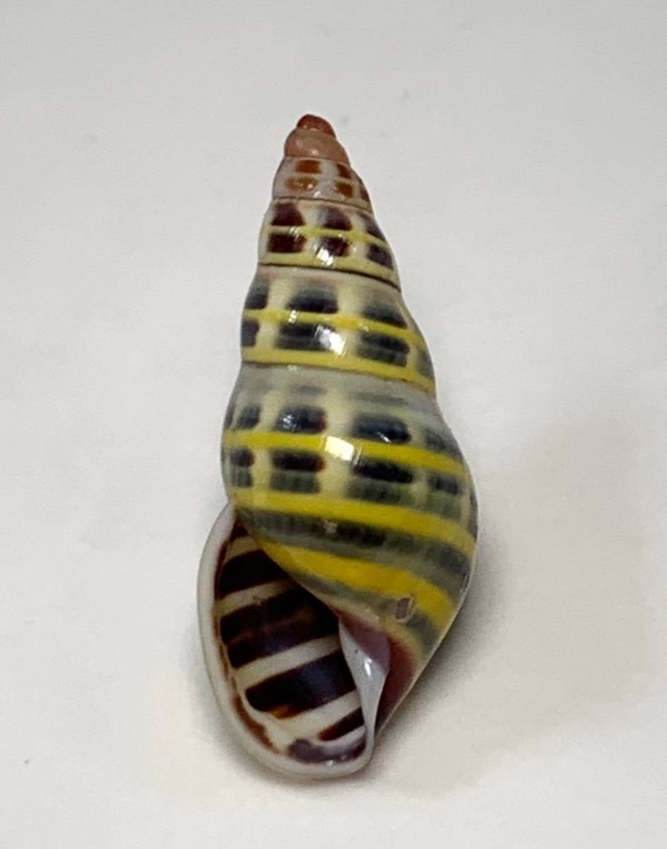 貝の標本 Amphidromus columellaria 31mm.Indonesian_画像3