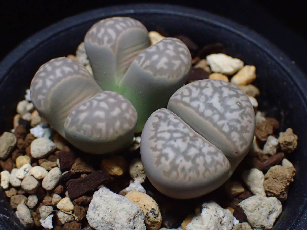 リトープス マルモラータ C305 Lithops marmorata v.marmorata 2頭株+1株_画像1