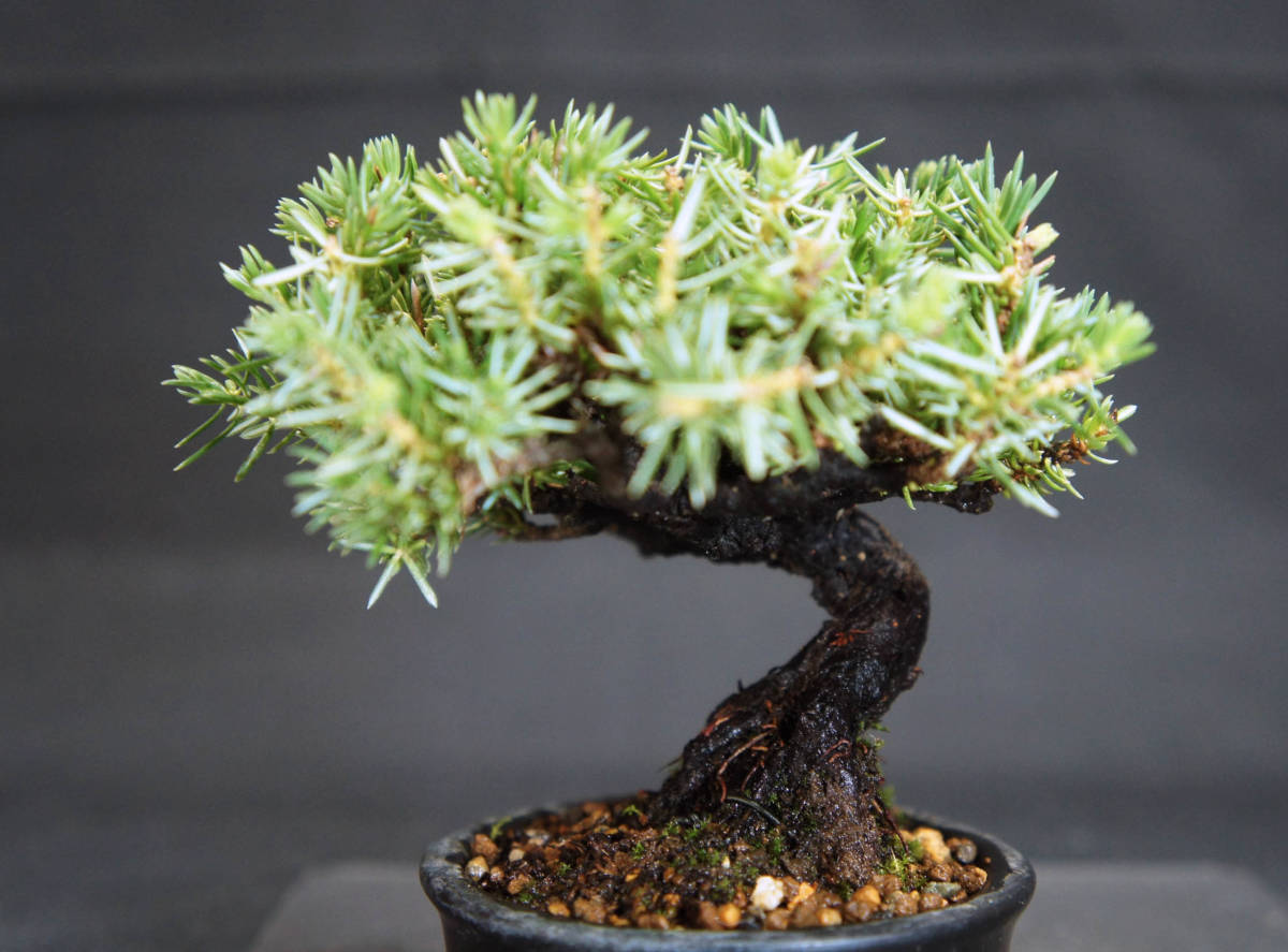 杜松 ミニ盆栽 奥行10cm 横幅12cm 高さ10 5cm|Yahoo!フリマ(旧 杜松 ミニ盆栽 奥行10cm 横幅12cm 高さ10 5cm|Yahoo!フリマ(旧