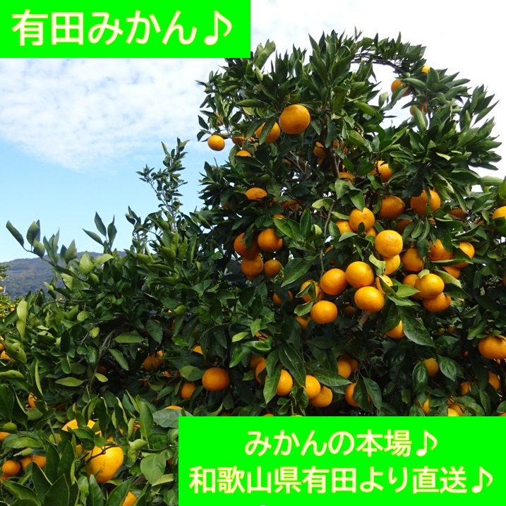 有田みかん♪キズあり家庭用みかん♪農家直送♪みかんの本場♪和歌山県有田より♪【送料無料！】正味重量9kg♪11141_画像4