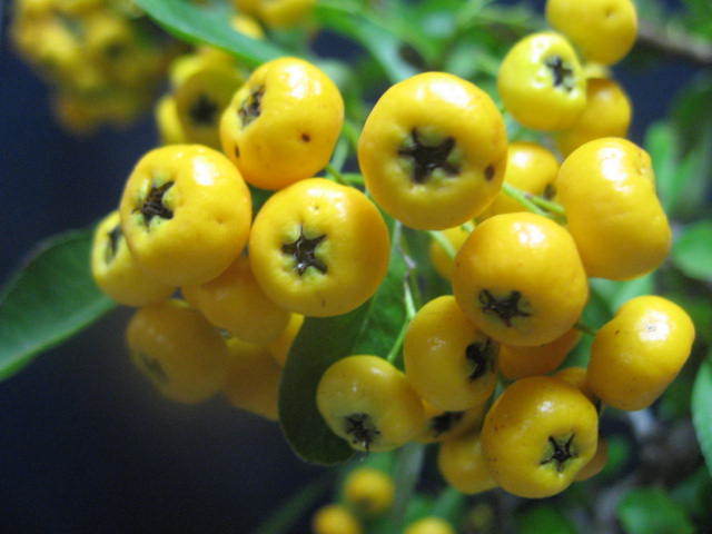 ◆全国送料無料　お庭植えに 鉢植えに　黄色実　ピラカンサス(3)　6号鉢植え_画像3