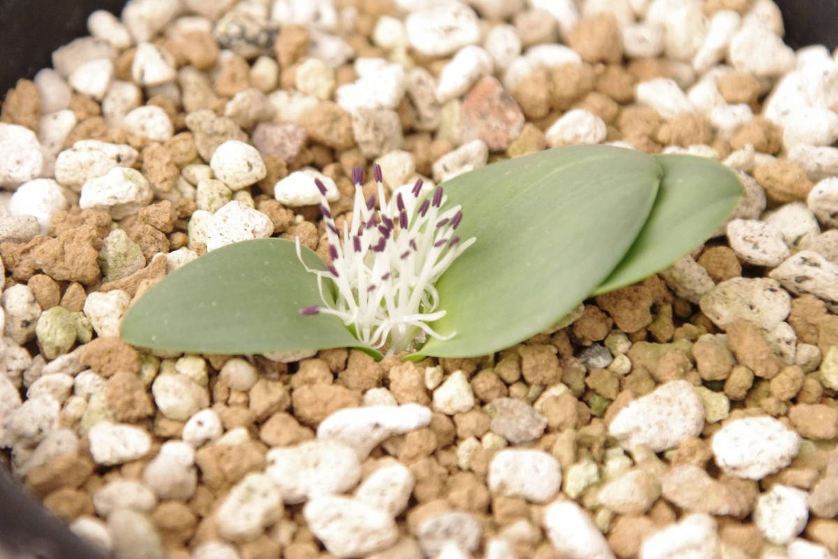 マッソニア　セシリフローラ　Massonia sessiliflora_画像2