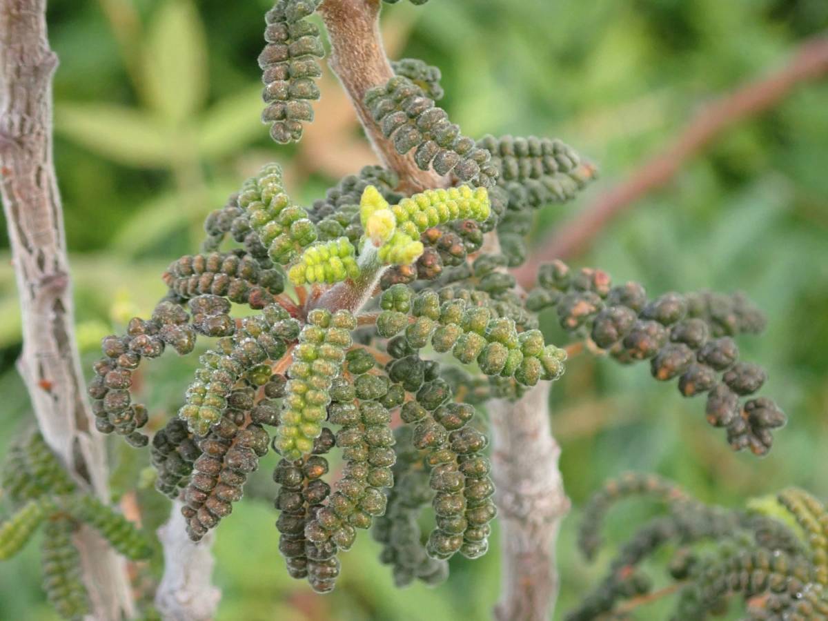 コミフォラ　プラニフロンス　Commiphora planifrons　実生株　ソコトラ島自生種_画像5