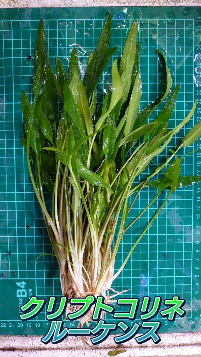  Cryptocoryne Roo ticket s water leaf ~ 5 stock 