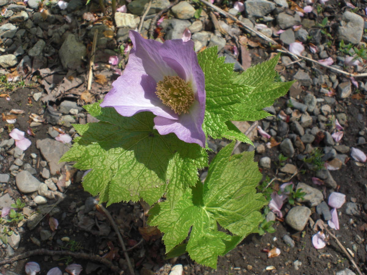 山野草　シラネアオイの球根　11_画像5