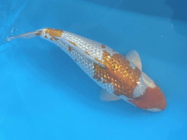  luck . colored carp animation equipped! silver ... leaf ... heaven wistaria production .. finished approximately 48 centimeter future fun . colored carp 2022 production .. actual article or goods 1 pcs NN-1 Shiga ni type goi