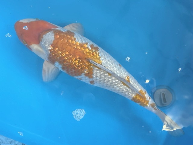  luck . colored carp animation equipped! silver ... leaf ... heaven wistaria production .. finished approximately 48 centimeter future fun . colored carp 2022 production .. actual article or goods 1 pcs NN-1 Shiga ni type goi