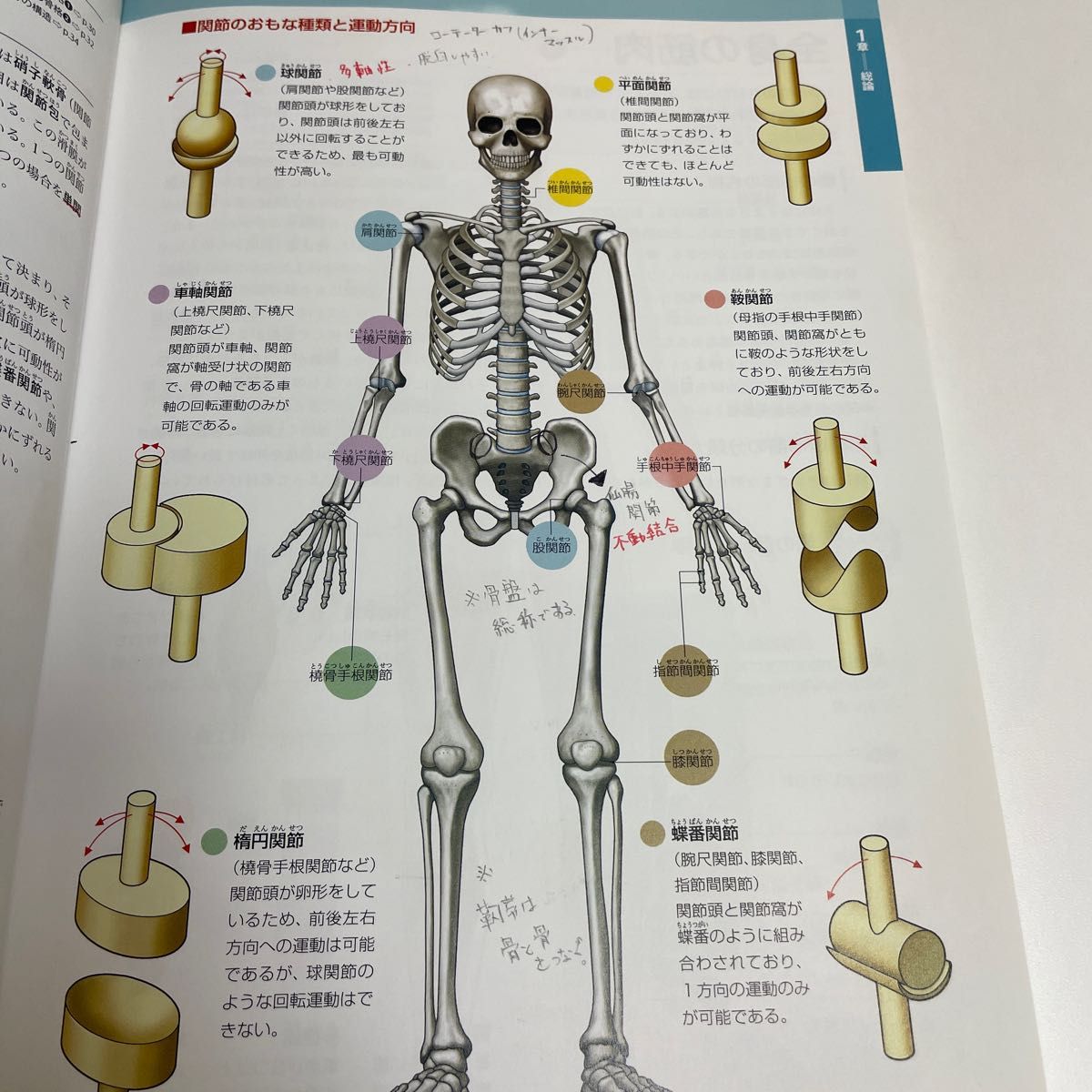 ぜんぶわかる人体解剖図 系統別・部位別にわかりやすく ぜんぶわかる人体解剖図 系統別・部位別にわかりやすく