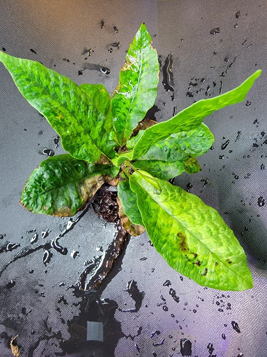 迷彩小型シダ テクタリア・ヒロカルパ Tectaria hilocarpa 胞子葉サイズ_画像1