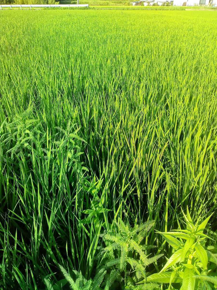 R5☆農薬・肥料不使用(唯一草のみ)で作った餅米☆昔ながらの稲木干し　マンゲツモチ 　1kg_手作業で除草しています