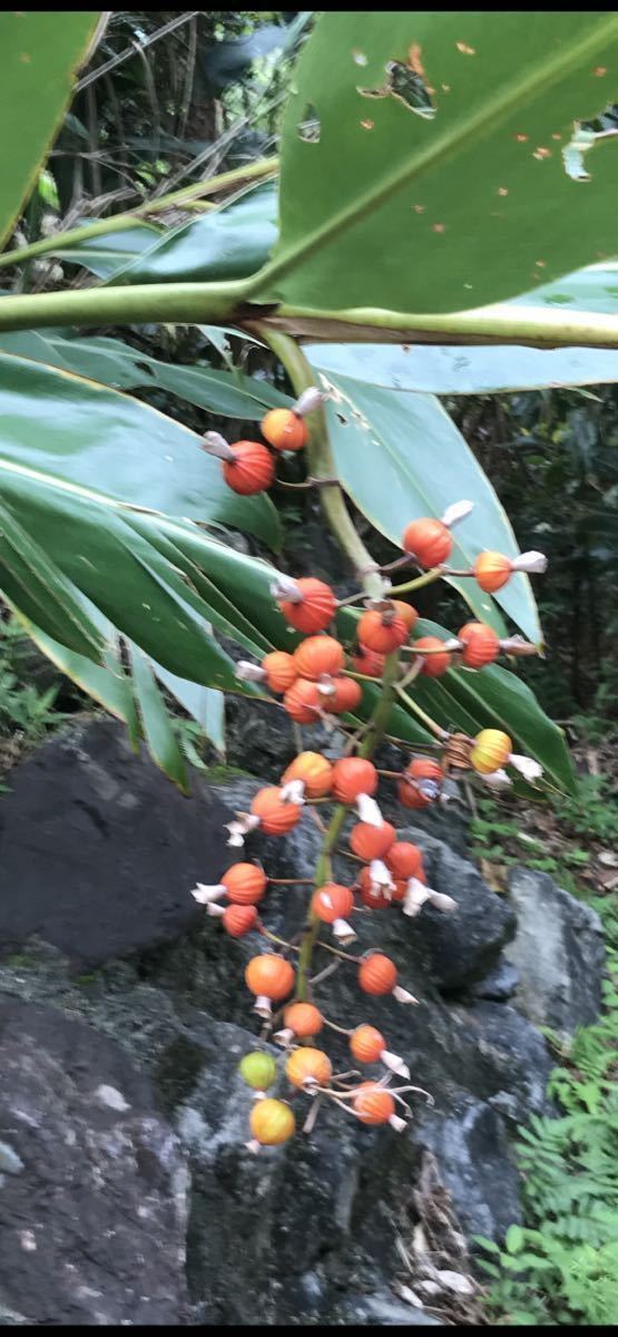 沖縄産無農薬栽培　月桃の実（ドライ）月桃　花材　150g_画像3
