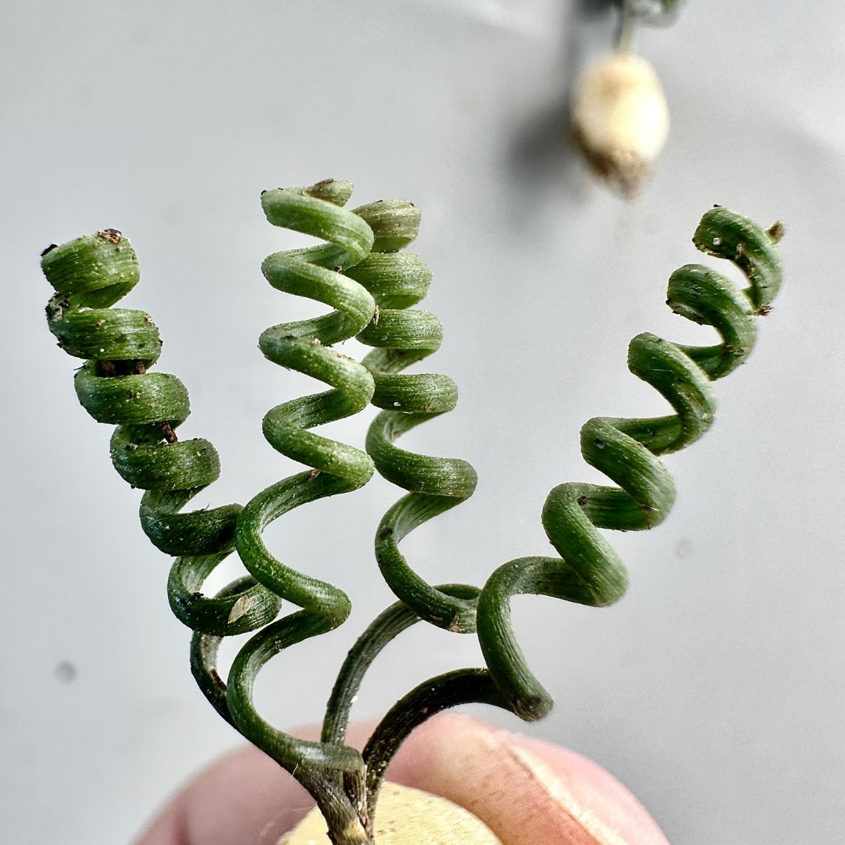 SS31 限定特選株 多肉植物 Albuca bruce-bayeri(実生)株 超希少極上株3株同梱_画像5