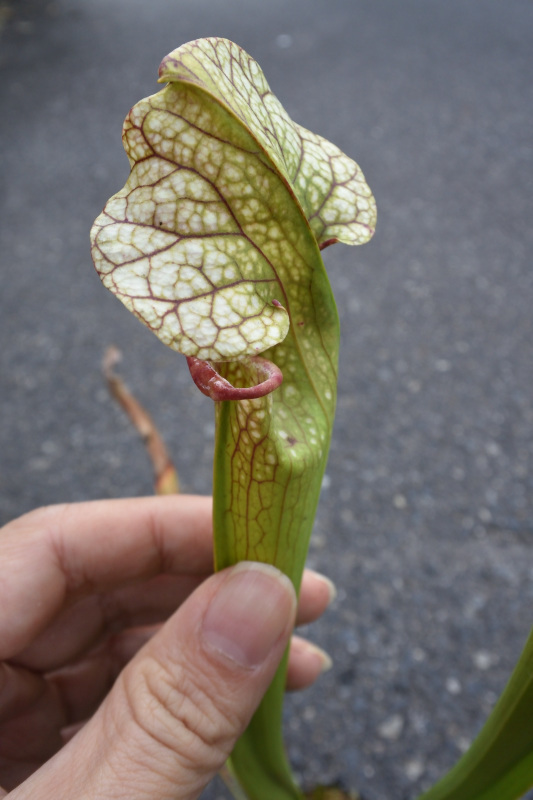 【食虫植物】 人気種！Sarracenia x Adrian Slack, MK H113_画像3