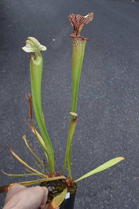 【食虫植物】 人気種！Sarracenia x Adrian Slack, MK H113_画像1