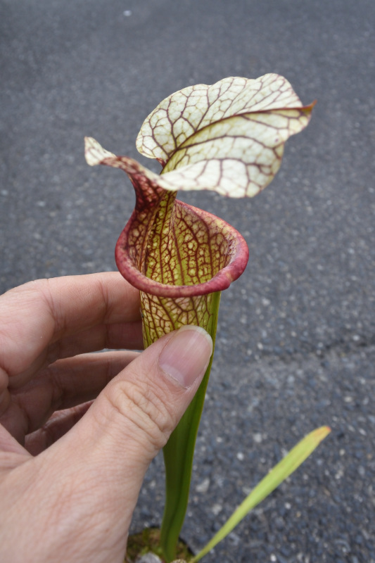 【食虫植物】 人気種！Sarracenia x Adrian Slack, MK H113_画像2