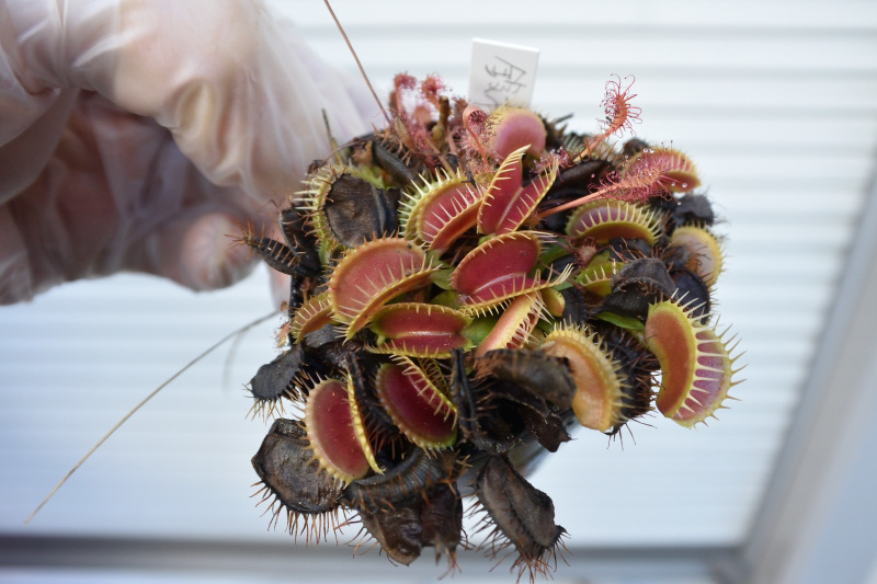 【食虫植物】　ハエトリソウ　鈴木系_画像1