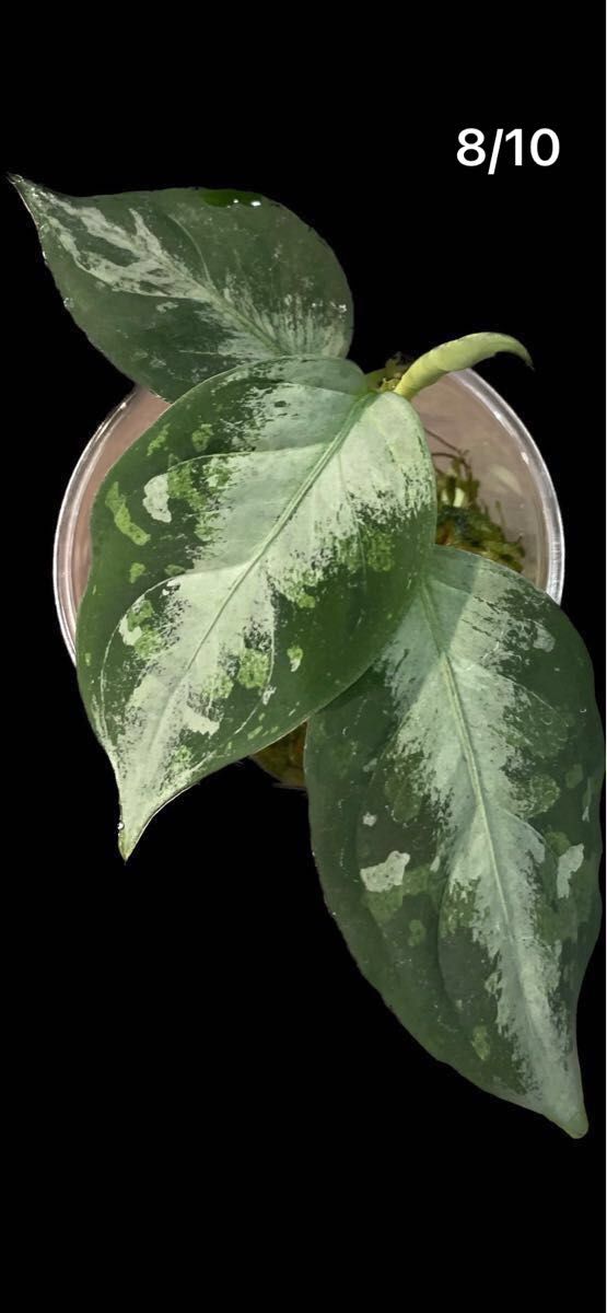 Aglaonema pictum tricolor“柳緑花紅”Aceh sumatera【LA0913-1ss】