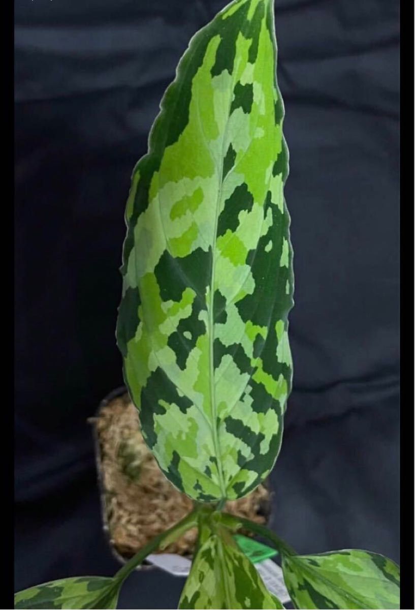 Aglaonema pictum GW1410 ぼっち株”Padang sidempuan”【TB】