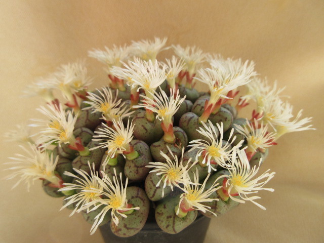 コノフィツム　ウビフォルメ　Conophytum uviforme_画像2