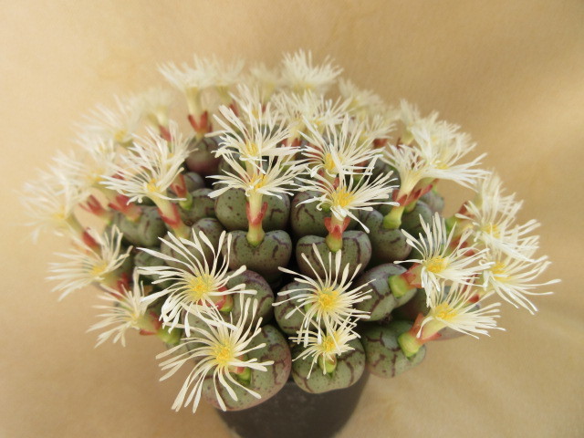 コノフィツム　ウビフォルメ　Conophytum uviforme_画像4